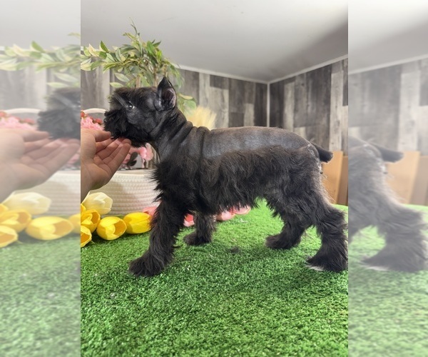 Medium Photo #4 Schnauzer (Miniature) Puppy For Sale in CANOGA, NY, USA