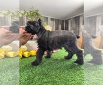 Small #3 Schnauzer (Miniature)