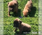 Puppy 3 Boxer