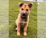 Small #1 German Shepherd Dog