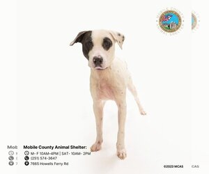 American Pit Bull Terrier Dogs for adoption in Mobile, AL, USA