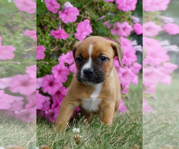 Medium Photo #4 Beagle-English Bulldog Mix Puppy For Sale in NAPPANEE, IN, USA