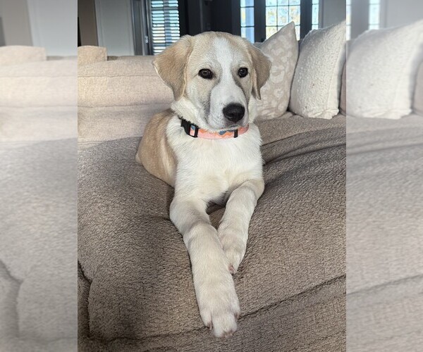 Medium Photo #1 Anatolian Shepherd Puppy For Sale in OAK HILLS, CA, USA