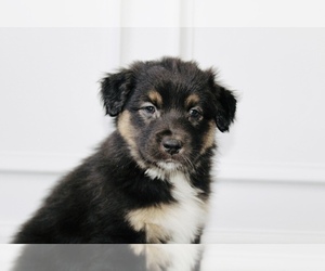 Australian Shepherd Puppy for sale in CARMEL, IN, USA