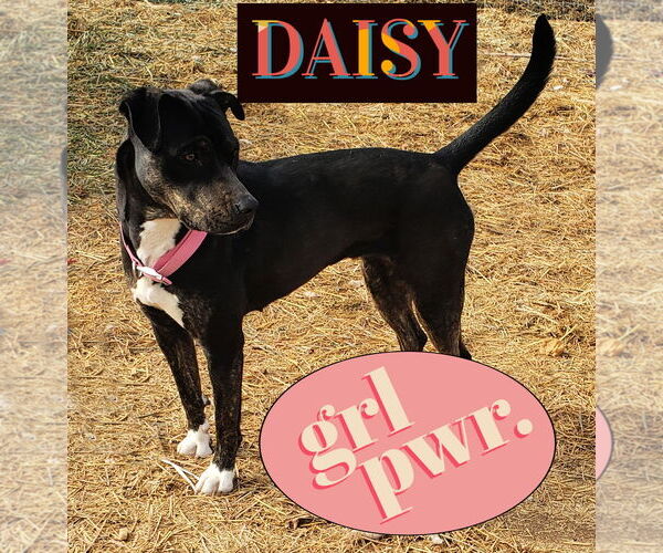 Medium Photo #1 American Pit Bull Terrier-Unknown Mix Puppy For Sale in Peralta, NM, USA