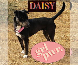 American Pit Bull Terrier-Unknown Mix Dogs for adoption in Peralta, NM, USA