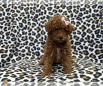 Small Photo #2 Poodle (Toy) Puppy For Sale in LAKELAND, FL, USA