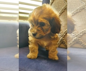 Havanese Puppy for sale in LEBANON, TN, USA