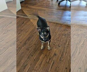 CHICO - Male Miniature Pinscher-Unknown Mix Dog for Adoption - Photo #6