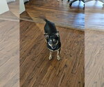 Small #5 Miniature Pinscher Mix