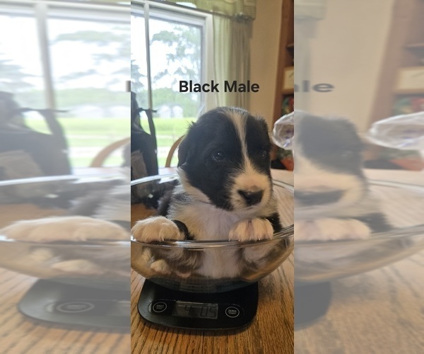 Medium Photo #16 English Shepherd Puppy For Sale in NEW CASTLE, IN, USA