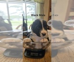 Small Photo #16 English Shepherd Puppy For Sale in NEW CASTLE, IN, USA