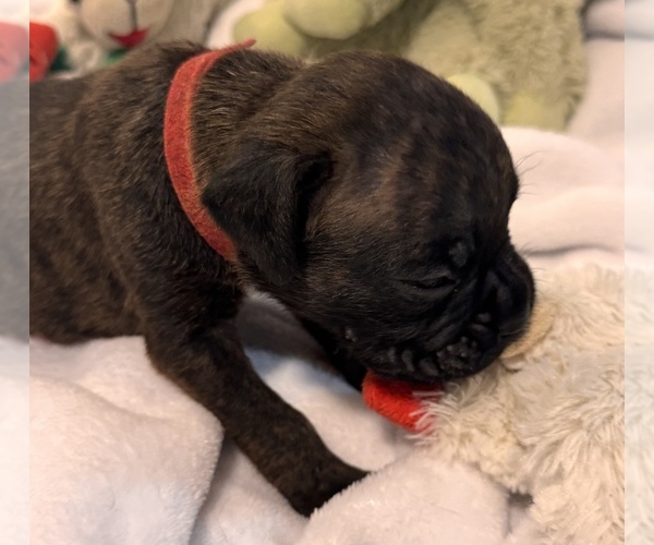 Medium Photo #3 Boxer Puppy For Sale in LANSING, MI, USA