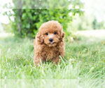 Small #8 Poodle (Toy)