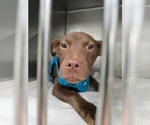 Small #2 Chihuahua-Labrador Retriever Mix