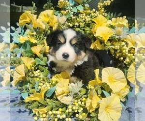 Miniature Australian Shepherd Puppy for sale in SANDOWN, NH, USA