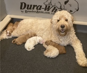 Mother of the Australian Labradoodle puppies born on 02/18/2022