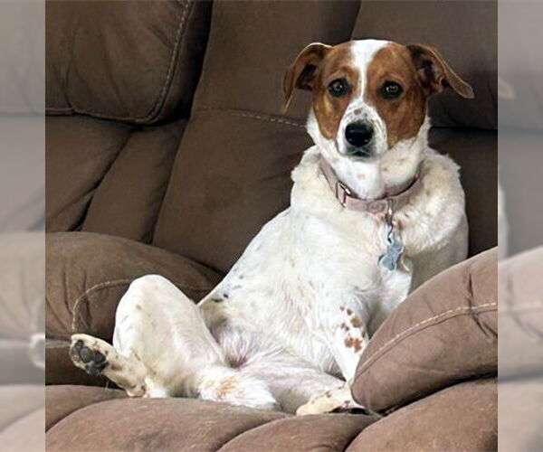 Medium Photo #4 Basset Hound-Unknown Mix Puppy For Sale in Deepwater, NJ, USA