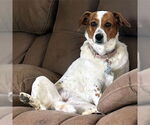 Small #3 Basset Hound Mix