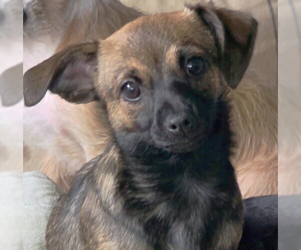 Medium Photo #3 Chiweenie Puppy For Sale in Chino Hills, CA, USA
