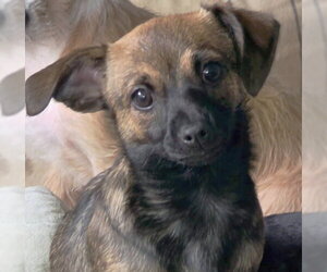 Tangi - Female Chiweenie Dog for Adoption - Photo #3