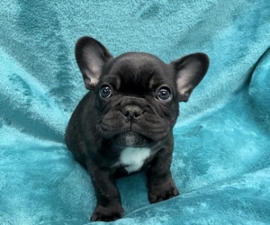 French Bulldog Puppy for sale in WEST POINT, VA, USA
