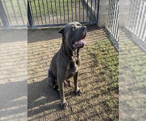 Mutt Dogs for adoption in Riverside, CA, USA