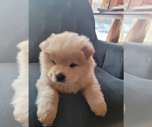 Medium Photo #1 Chow Chow Puppy For Sale in NORTH LIBERTY, IN, USA