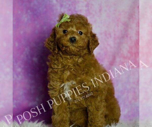 Medium Photo #68 Goldendoodle (Miniature) Puppy For Sale in WARSAW, IN, USA