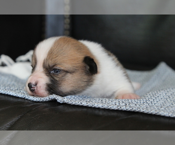 Medium Photo #12 Pembroke Welsh Corgi Puppy For Sale in FAIR GROVE, MO, USA