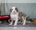 Small Photo #24 Bernedoodle (Miniature) Puppy For Sale in APPLE CREEK, OH, USA