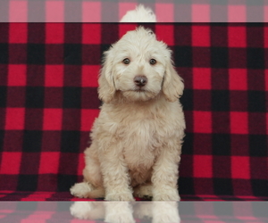 Miniature Labradoodle Puppy for sale in HOLMESVILLE, OH, USA