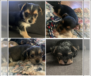 Yorkshire Terrier Puppy for sale in HOPE MILLS, NC, USA