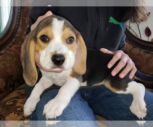 Beagle Puppy for sale in BAKERSFIELD, CA, USA