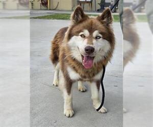 Siberian Husky Dogs for adoption in Downey, CA, USA