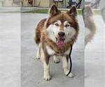 Small Siberian Husky
