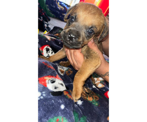 Cane Corso-Rottweiler Mix Puppy for sale in LANSFORD, PA, USA