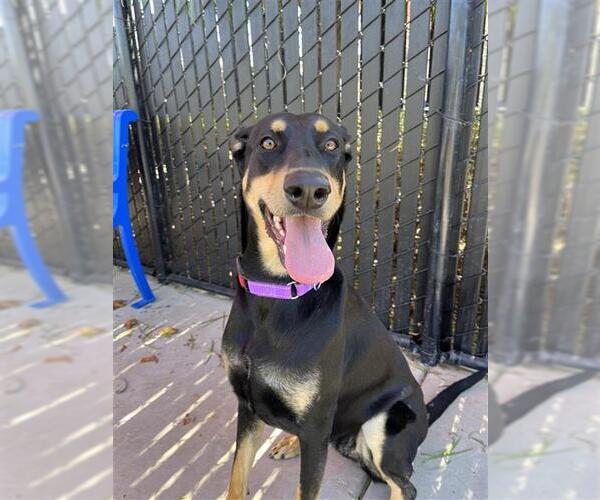 Medium Photo #1 Doberman Pinscher-Unknown Mix Puppy For Sale in Elk Grove, CA, USA