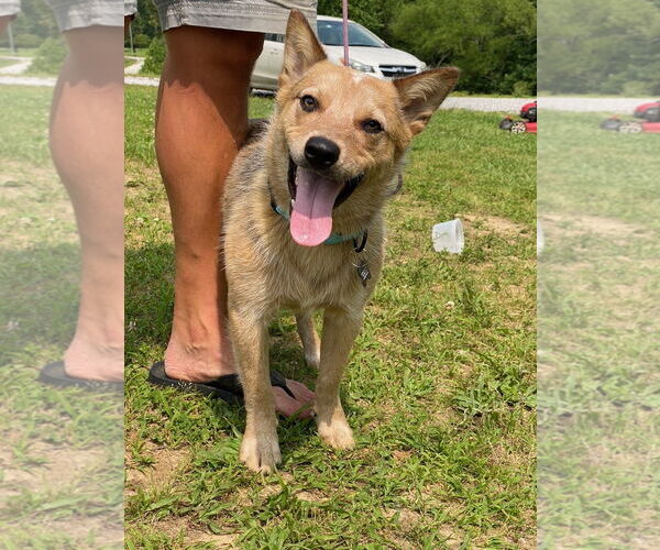 Medium Photo #3 Mutt Puppy For Sale in Garden City, NY, USA
