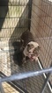 Small Photo #1 Bulldog Puppy For Sale in LA MIRADA, CA, USA