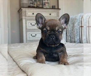 French Bulldog Puppy for sale in WINNSBORO, TX, USA