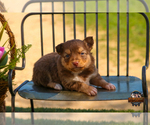 Small Photo #24 Miniature Australian Shepherd Puppy For Sale in GRANBURY, TX, USA