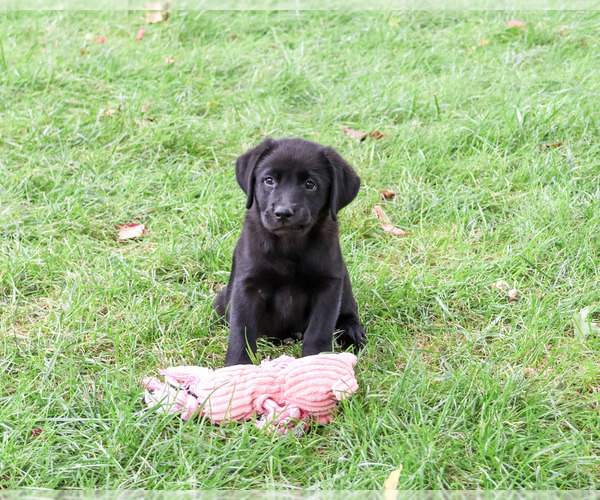 Medium Photo #4 Labrador Retriever Puppy For Sale in SYRACUSE, IN, USA