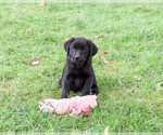 Small #3 Labrador Retriever