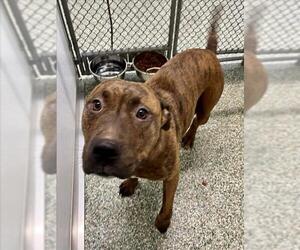 American Pit Bull Terrier-Unknown Mix Dogs for adoption in Salisbury, NC, USA