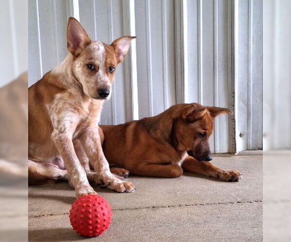Medium Photo #2 Red Heeler-Unknown Mix Puppy For Sale in Mountain View, AR, USA