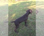 Small Photo #3 German Shorthaired Pointer Puppy For Sale in WATERTOWN, NY, USA