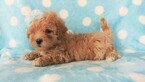Small Photo #4 Lhasa-Poo Puppy For Sale in EDEN, PA, USA