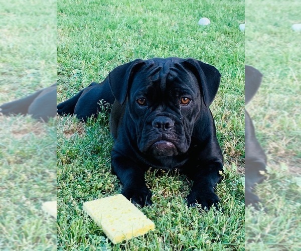 Medium Photo #1 Bulldog Puppy For Sale in LAKESIDE, CA, USA