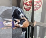 Puppy Georgia Great Bernese